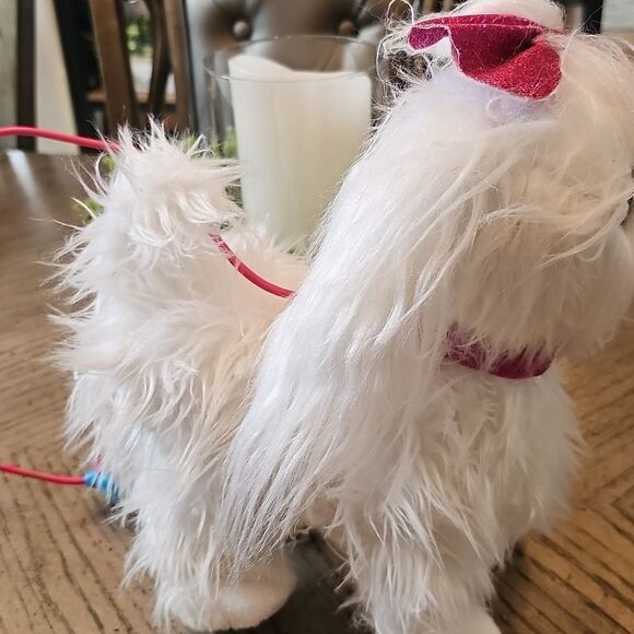 Guru pets walking, barking Maltese dog - Picture 7 of 8